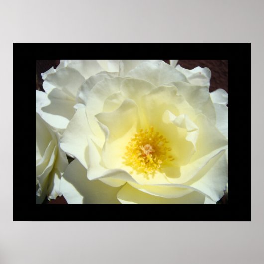 Rose Blume Weißgelbe Kunstdrucke Poster (Vorne)