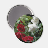 Rose Blumenfotografie Magnet (Vorderseite/Rückseite)