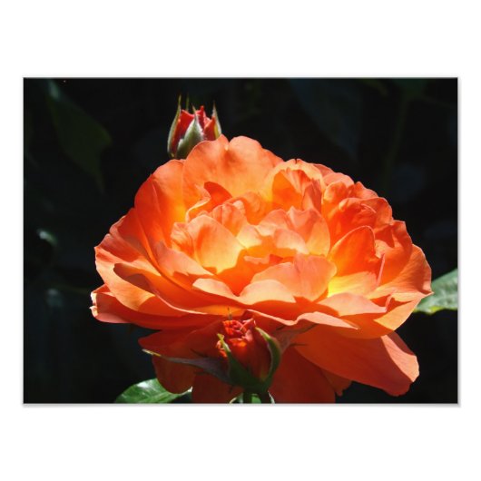 Rose Blumengarten Fotografie Kunstdrucke (Vorne)
