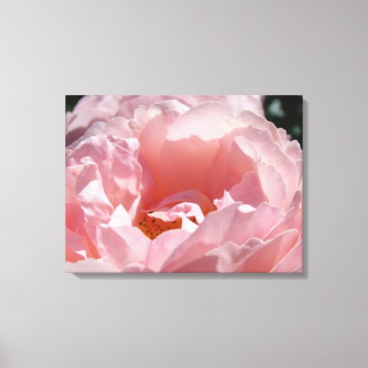Rose Blumengarten Leinwand Fotodrucke (Vorderseite)