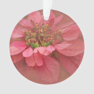 Rose Blush Poinsettias Digitale Kunst Ornament