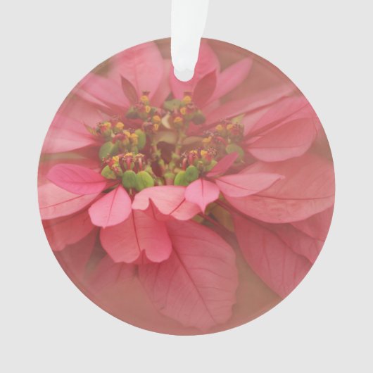Rose Blush Poinsettias Digitale Kunst Ornament (Vorderseite)