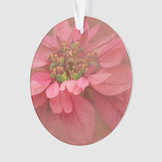Rose Blush Poinsettias Digitale Kunst Ornament (Vorderseite)