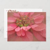 Rose Blush Poinsettias Digitale Kunst Postkarte (Vorne/Hinten)