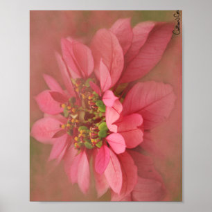 Rose Blush Poinsettien Digitale Kunst Poster
