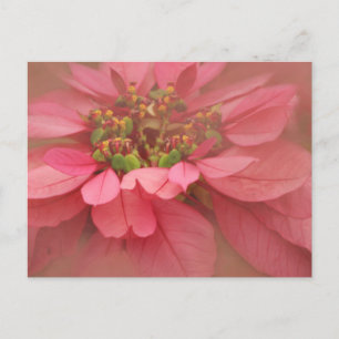 Rose Blush Poinsettien Digitale Kunst Postkarte