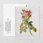 Rose Botanische Print Rosa Bifera von Redoute Postkarte (Vorne/Hinten)