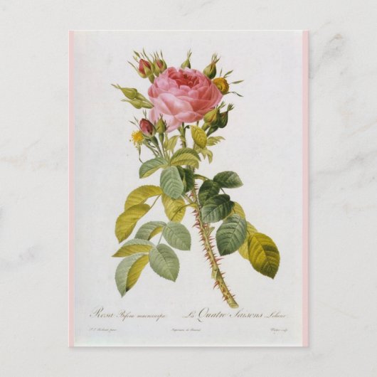 Rose Botanische Print Rosa Bifera von Redoute Postkarte (Vorderseite)