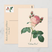 Rose Botanischer Blumenkohl Postkarte (Vorne/Hinten)