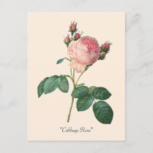 Rose Botanischer Blumenkohl Postkarte (Vorderseite)