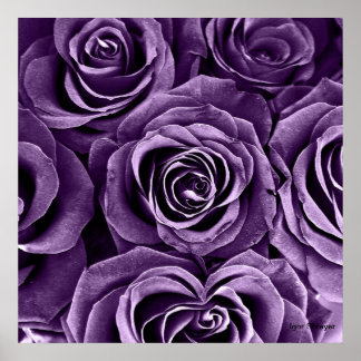 Rose Bouquet Lila Poster