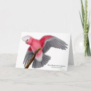 Rose Breasted Cockatoo Greeting Card Karte