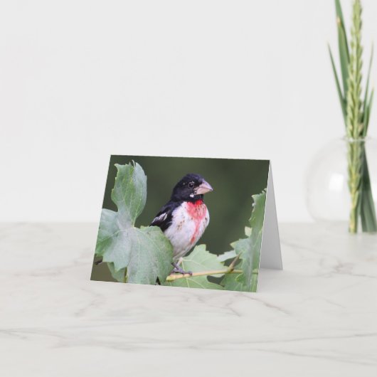 Rose-Breasted Grosbeak - Joe Sweeney - Karte (Vorderseite)