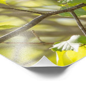 Rose Brust Grosbeak Fotografie drucken (Ecke)