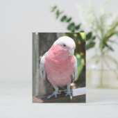 Rose Brustcockatoo Fotodesign Postkarte (Stehend Vorderseite)