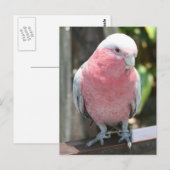 Rose Brustcockatoo Fotodesign Postkarte (Vorne/Hinten)