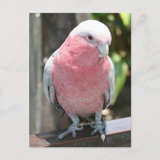 Rose Brustcockatoo Fotodesign Postkarte (Vorderseite)