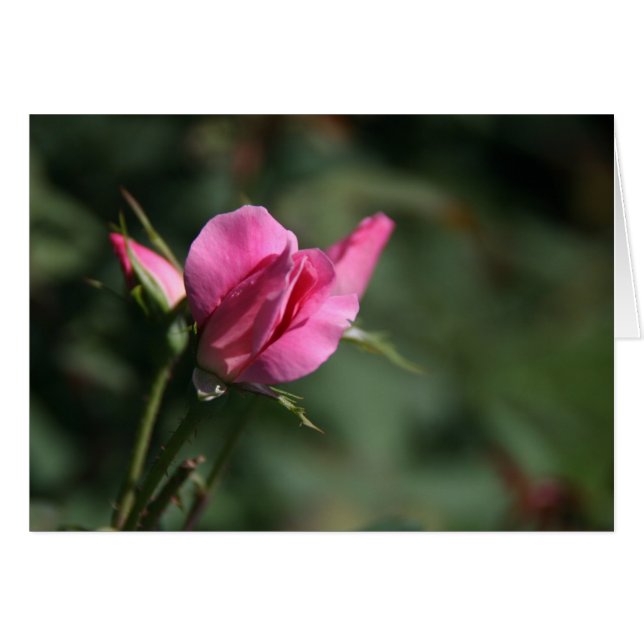 Rose Bud (Vorderseite (Horizontal))