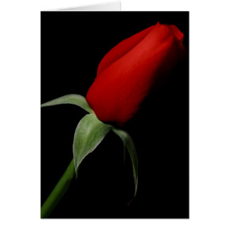 Rose Bud Liebe Elegantes Extravagantes Foto im Inn