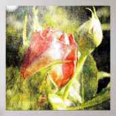 Rose Bud Poster (Vorne)