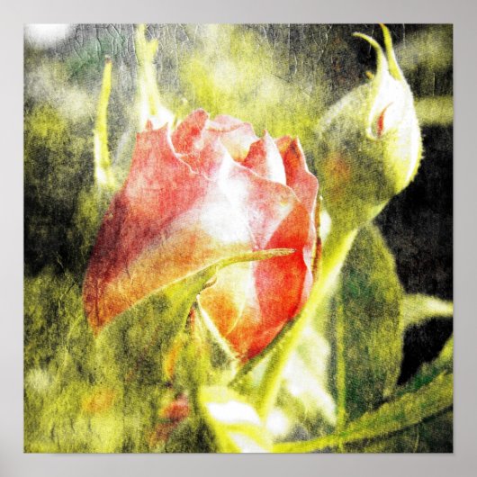Rose Bud Poster (Vorne)