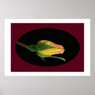 Rose Bud Poster