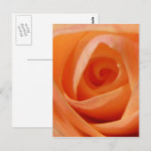 Rose Bud Postkarte (Vorne/Hinten)
