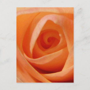 Rose Bud Postkarte