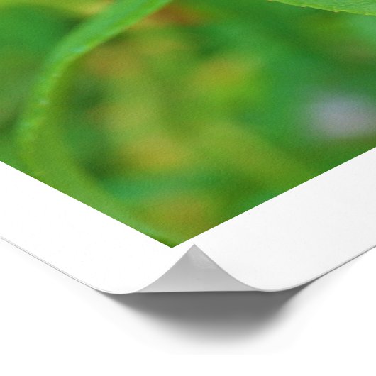 Rose Bud Rumi Zitat Poster (Ecke)