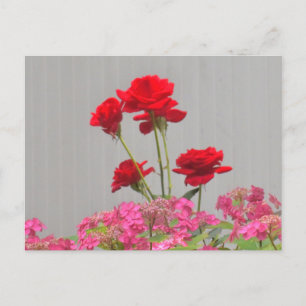 Rose-Buds, die aus Hydrangea-Spitzen-Kappen ausbre Postkarte