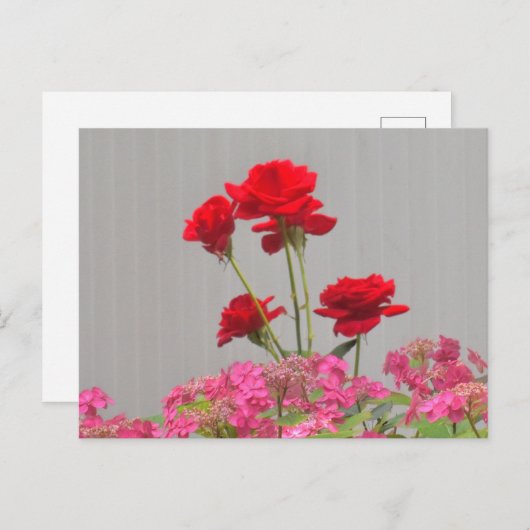 Rose-Buds, die aus Hydrangea-Spitzen-Kappen ausbre Postkarte (Vorne/Hinten)