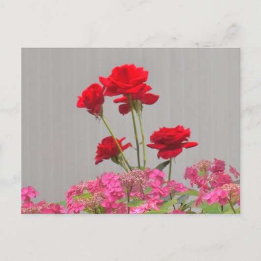 Rose-Buds, die aus Hydrangea-Spitzen-Kappen ausbre Postkarte (Vorderseite)