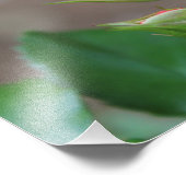 Rose Buds Foto drucken (Ecke)