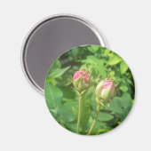Rose Buds Magnet (Vorderseite/Rückseite)
