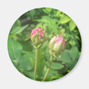 Rose Buds Magnet