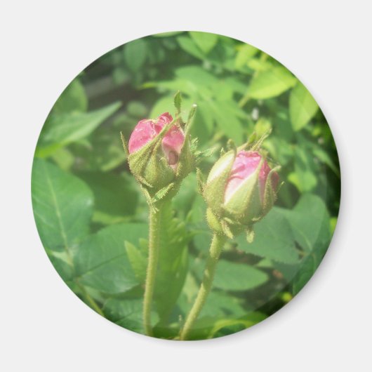 Rose Buds Magnet (Vorne)