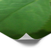 Rose Buds Poster (Ecke)