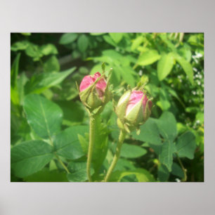 Rose Buds Poster