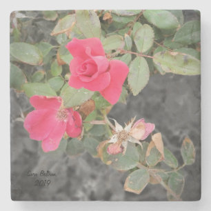 Rose Bush am Strand Steinuntersetzer