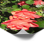 Rose Bush in Denver Poster (Ecke)