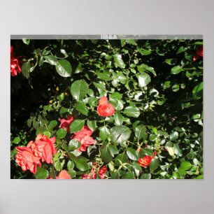 Rose Bush in Denver Poster