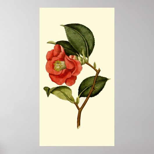 Rose Camellia Poster (Vorne)
