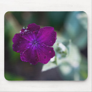 Rose Campion Silene coronaria Mousepad