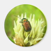 Rose Chafer Magnet (Vorne)