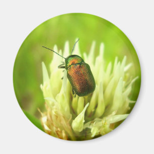 Rose Chafer Magnet