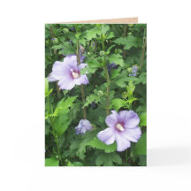 Rose der Blume von Sharon Hibiskus