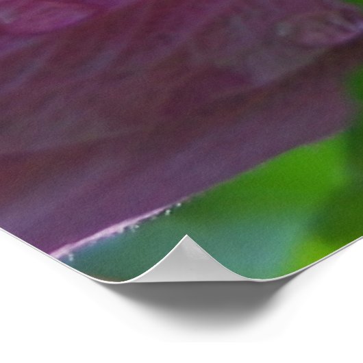 Rose der Blume von Sharon Poster (Ecke)