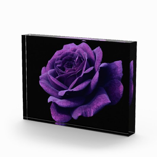 Rose der Liebe Fotoblock (Rechts)