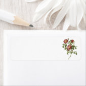 Rose der Liebe (Rosa pumila) von Redouté (Insitu)