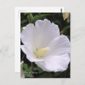 Rose der Scharfzeichnung: Postkarte (Vorne/Hinten)